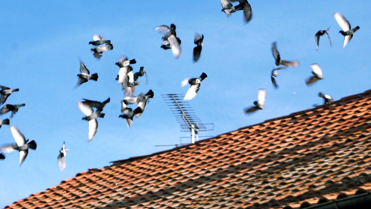 La gestion controversée des pigeons à Colomiers : entre salubrité publique et protection animale
