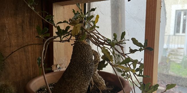 Fockea edulis : un joyau succulent aux origines africaines