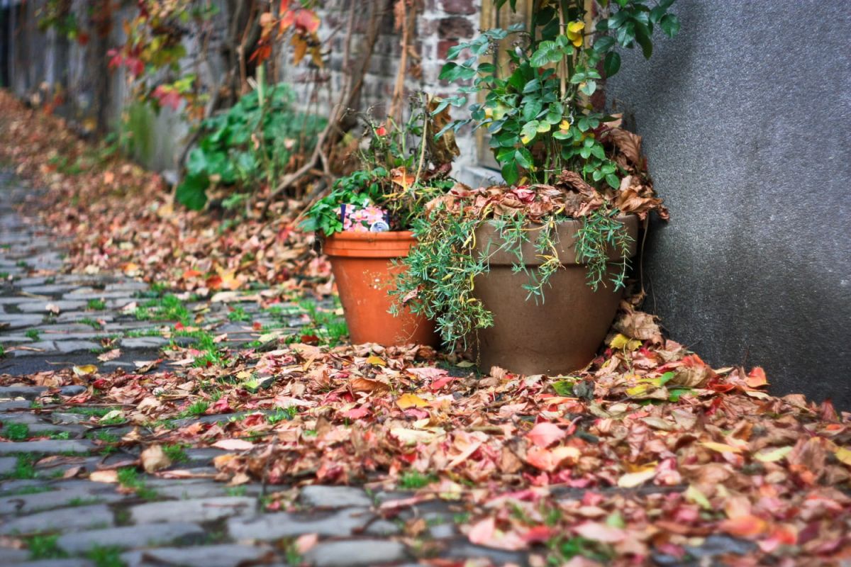 protégez vos plantes en pot avant les pluies d'automne