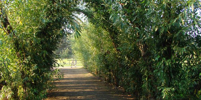Célébrez la beauté de l'osier au jardin : astuces et inspirations
