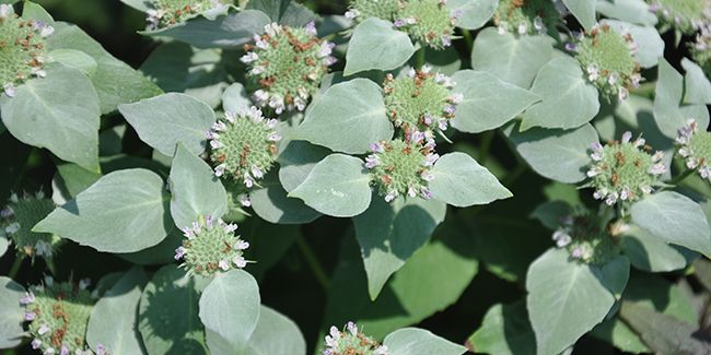 Menthe des montagnes (Pycnanthemum muticum), odorante et décorative