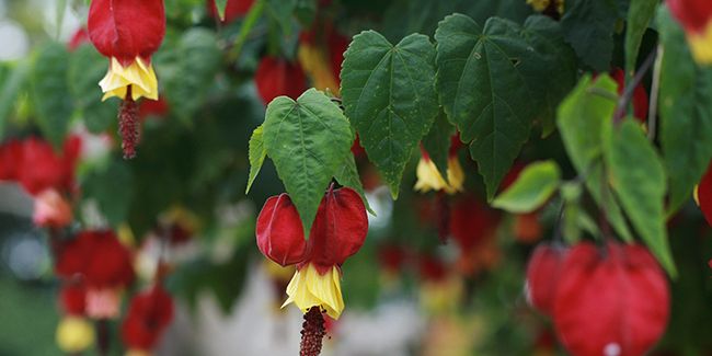 Abutilon grimpant (Abutilon megapotanicum) : un arbuste fascinant