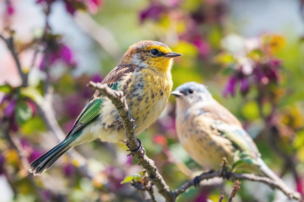 Une casserole artisanale pour attirer les oiseaux dans votre jardin par temps chaud