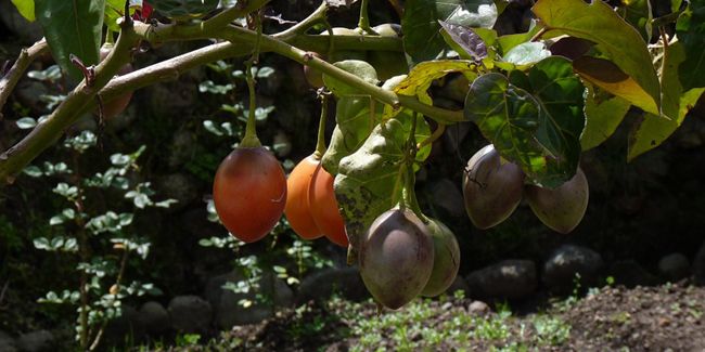 La tomate en arbre (Cyphomandra betacea), aussi appelée tamarillo