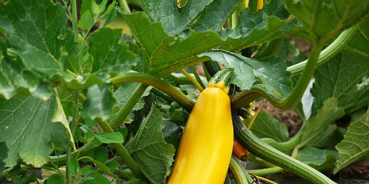 Les secrets pour replanter après les courgettes et garder votre sol en pleine santé