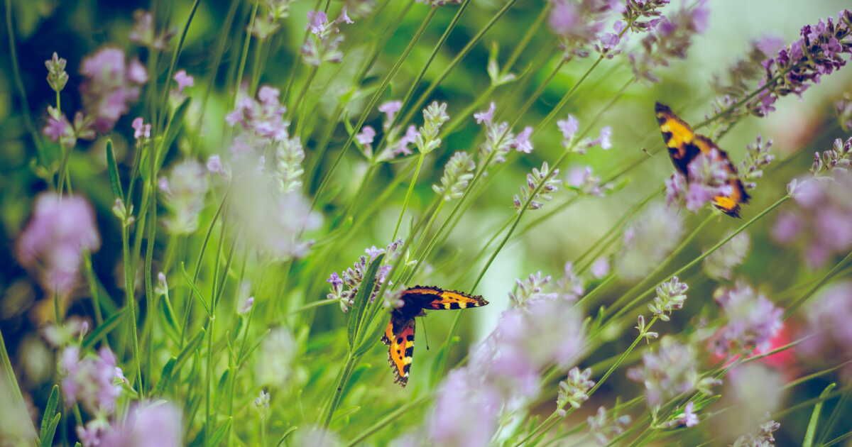 Profitez du jardin durant le confinement : activités à découvrir