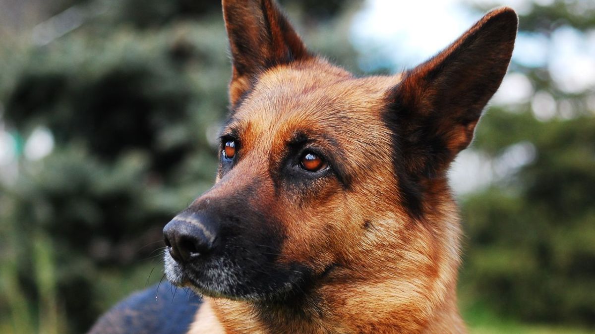 Pas-de-Calais : la justice sauve un chien menacé d'euthanasie après des morsures