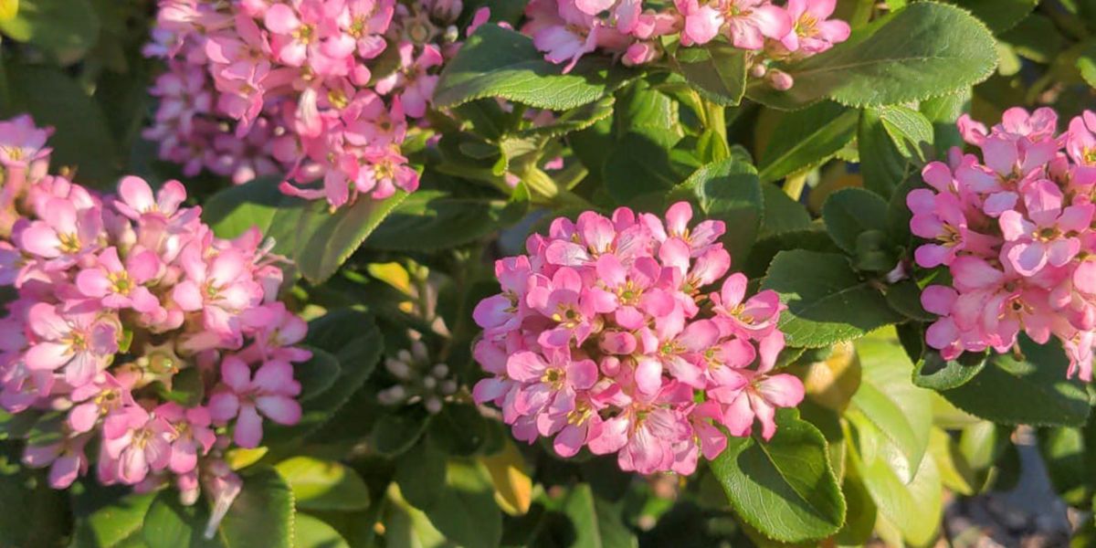 l'escallonia, un arbuste au charme florissant