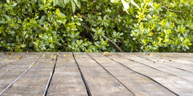 Des solutions naturelles pour éliminer la mousse de votre terrasse