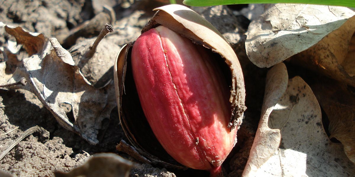 Comprendre la stratification des graines : un incontournable pour jardiniers