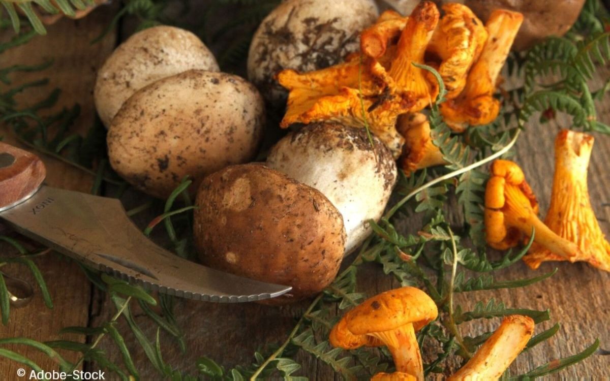 Cueillette des champignons : ce que vous devez savoir avant de partir