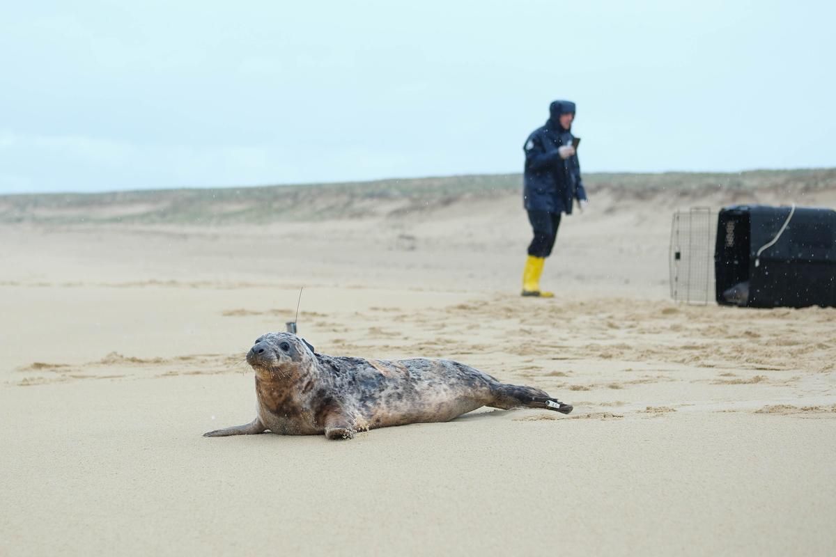 Un nouveau phoque veau-marin fait chavirer les règles de navigation en Gironde