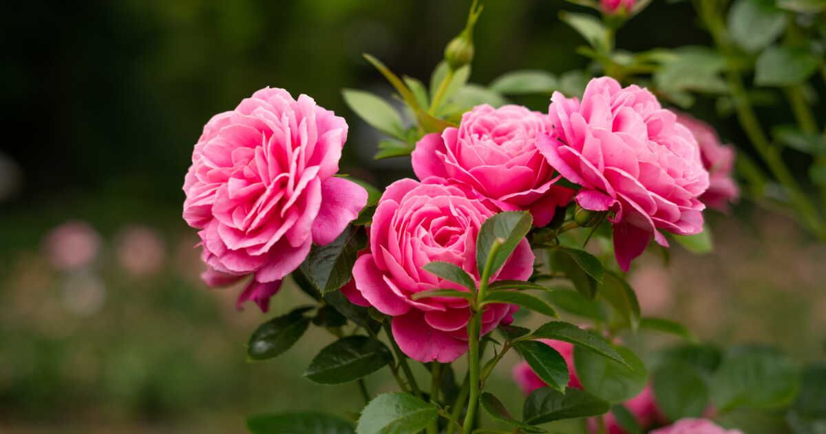 Quand et où planter les rosiers en pleine terre ?