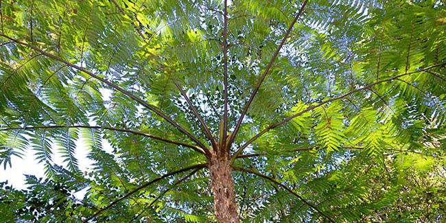 À la découverte de la fougère arborescente, Cyathea cooperi