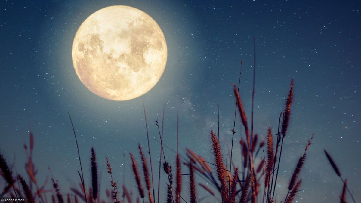 Jardinez au rythme de la lune : découvrez notre calendrier 2021