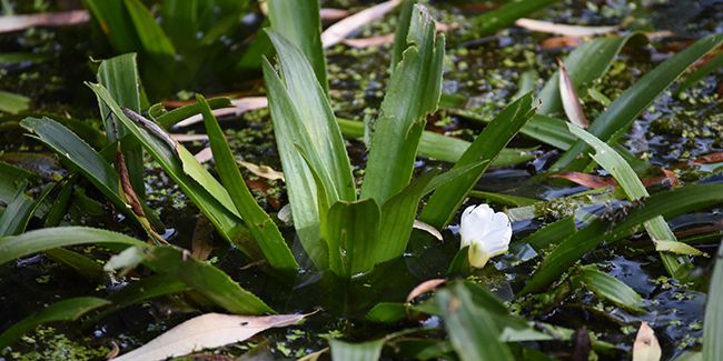 L'aloès d'eau (Stratiotes aloides)