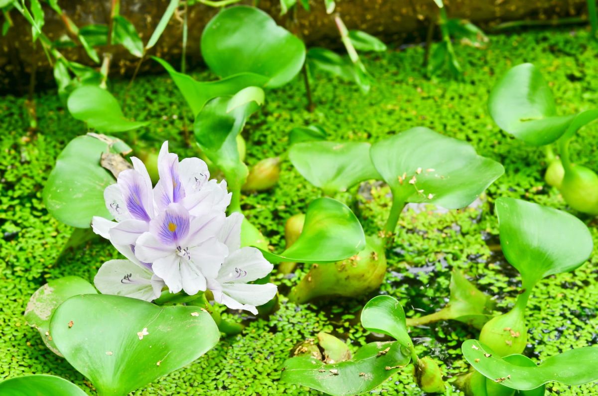 sublimer votre bassin avec des plantes aquatiques : guide pratique