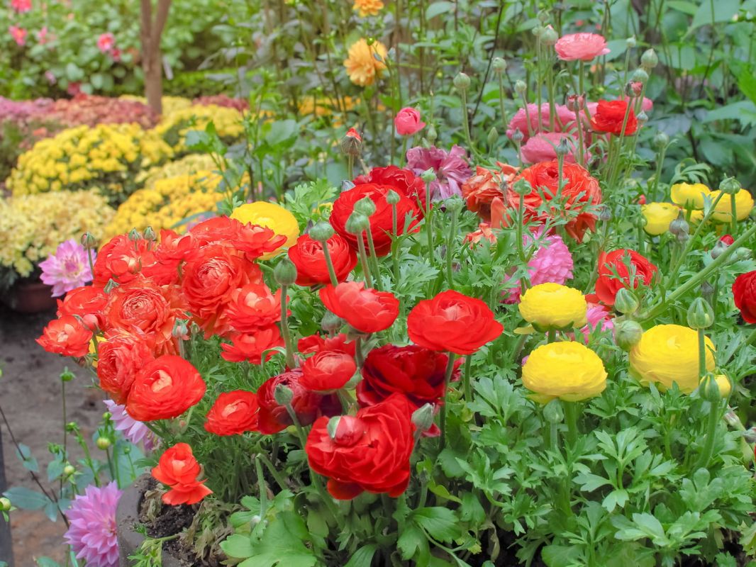 Les secrets de la renoncule : guide complet pour planter et entretenir cette fleur délicate