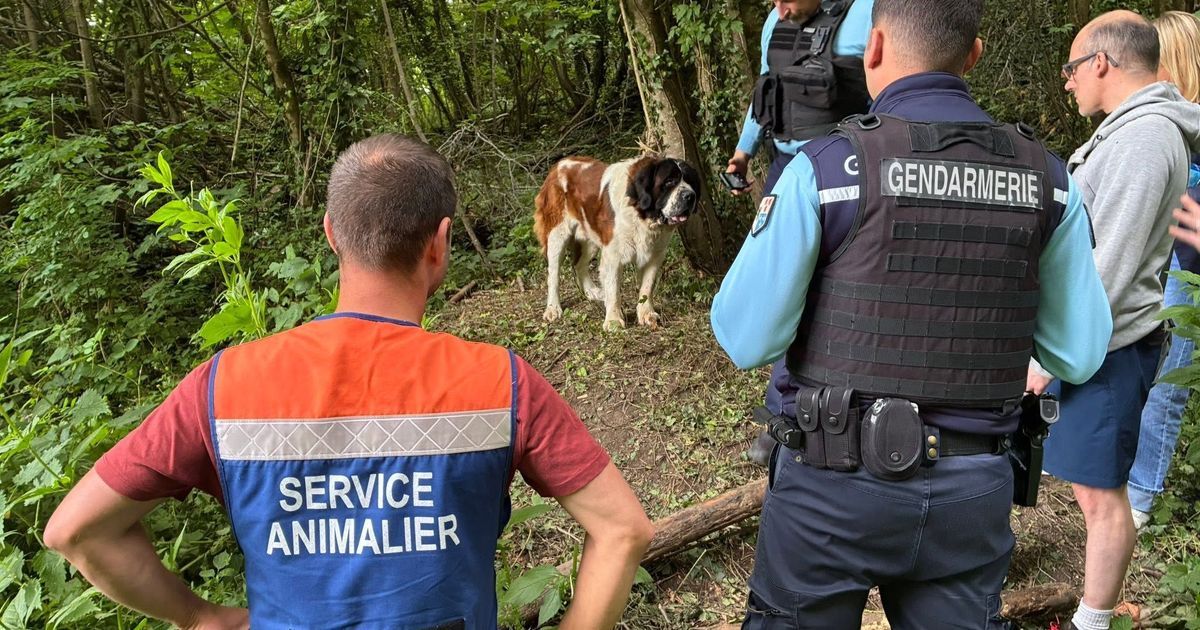 Un homme bientôt jugé pour l'abandon de son Saint-Bernard à Réty