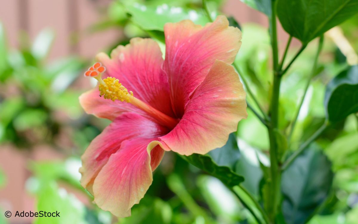 transformez votre jardin avec des plantes exotiques