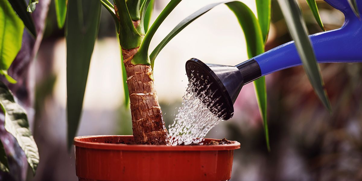 7 astuces essentielles pour un yucca en pleine santé