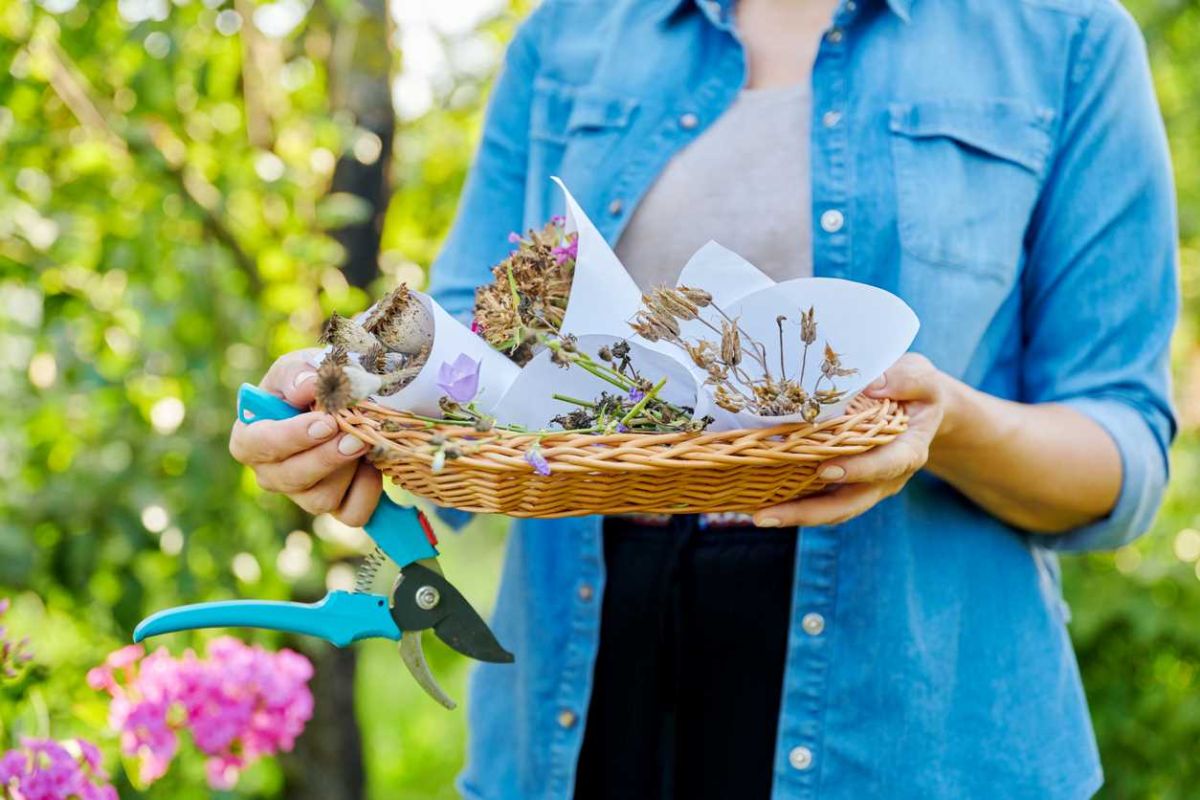 l'art de cultiver la beauté : récoltez vos graines de fleurs pour une floraison éblouissante