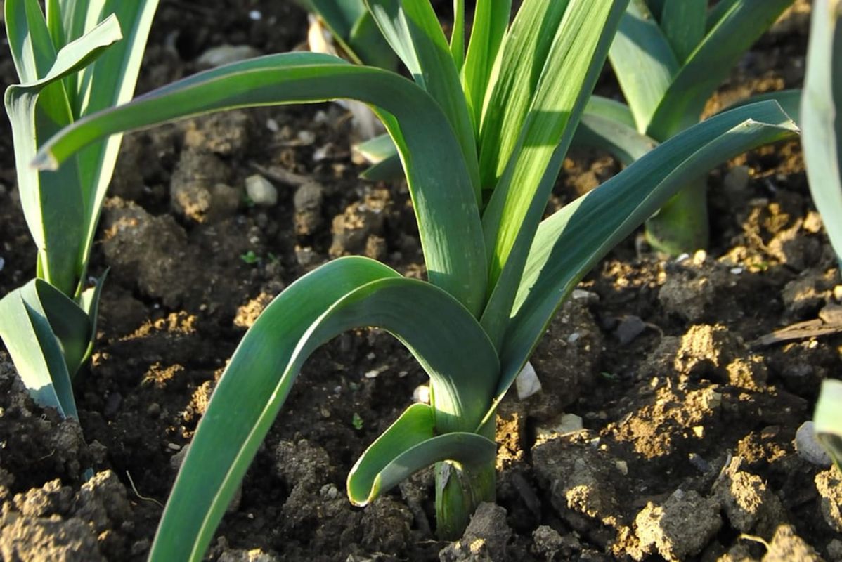 Cultiver le poireau : guide complet pour réussir votre potager