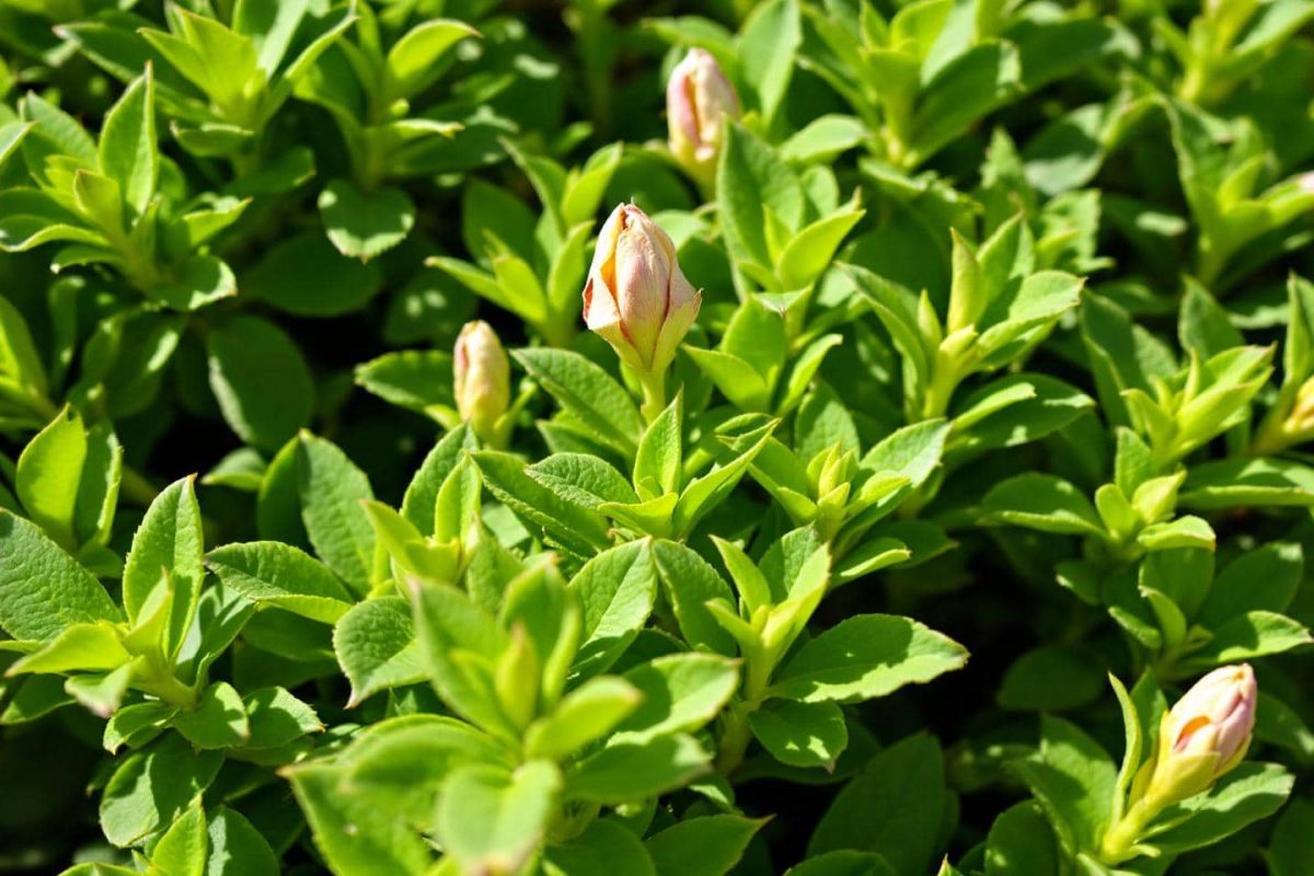 Offrez à vos arbustes une taille de fin d'été pour un jardin éblouissant au printemps