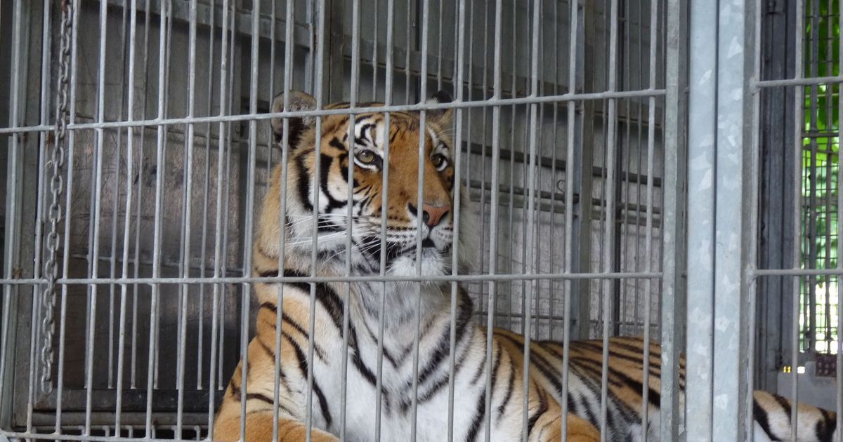 Santranges : le tribunal ferme définitivement le chapitre de la souffrance animale