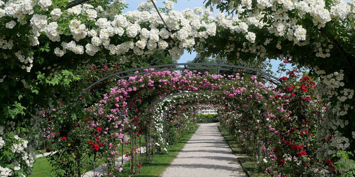 Roseraie du Val-de-Marne : Un jardin d'exception