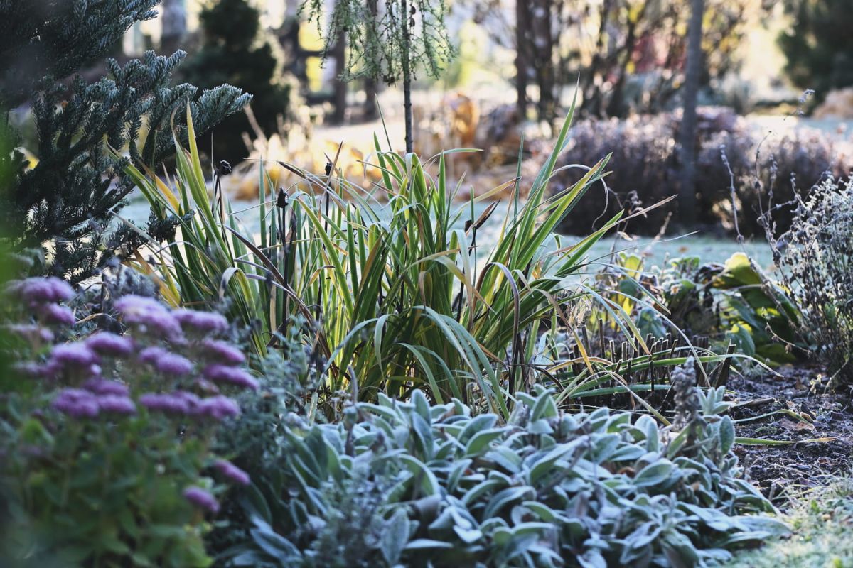 L'astuce hivernale pour protéger votre jardin des gelées