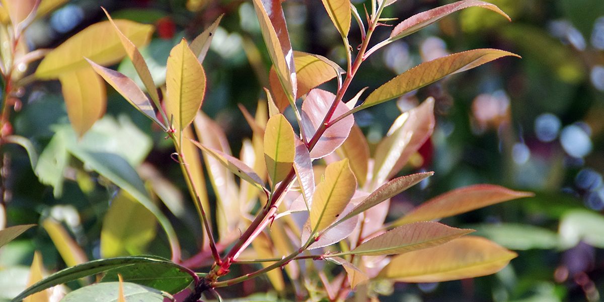 Tout savoir sur la taille du photinia : méthodes et moments clés