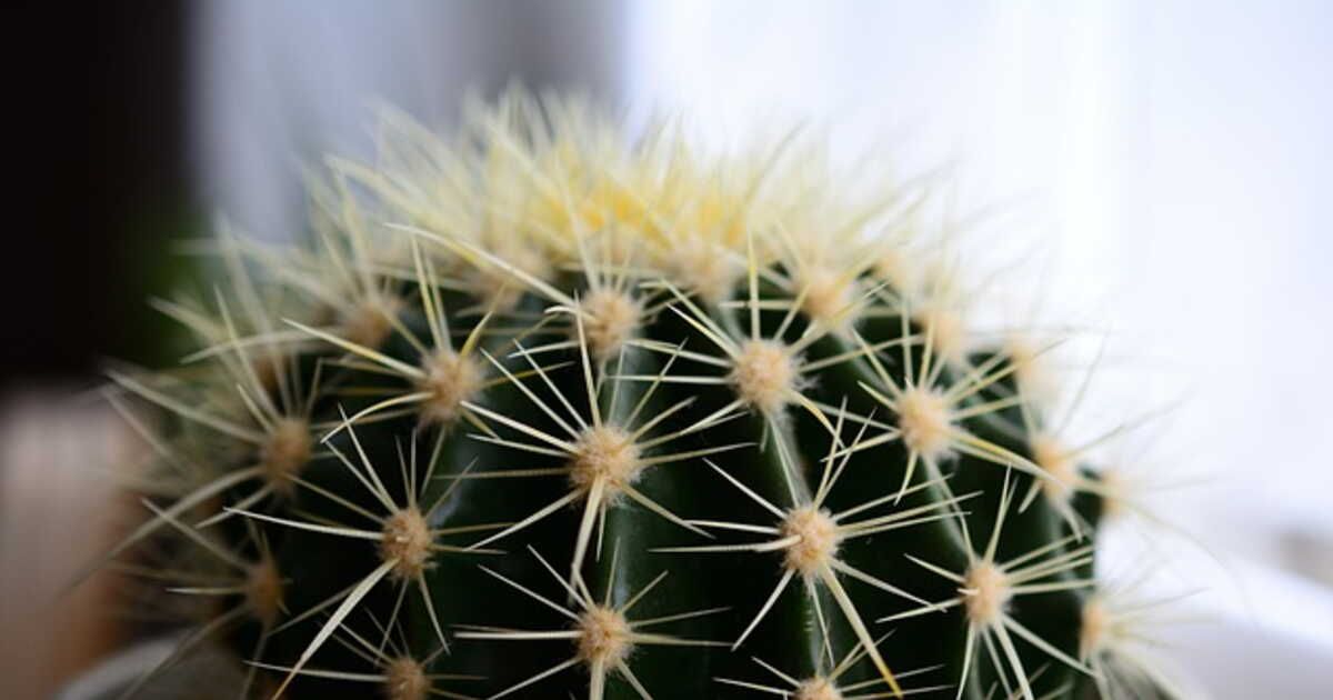 Cactus : comment s'en occuper en hiver ?