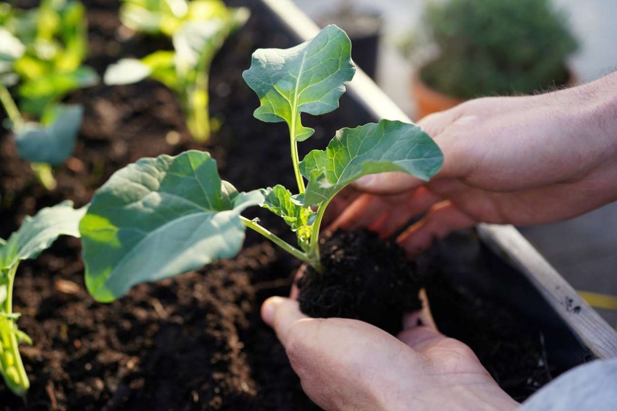 Des légumes à planter avant juillet pour un potager florissant