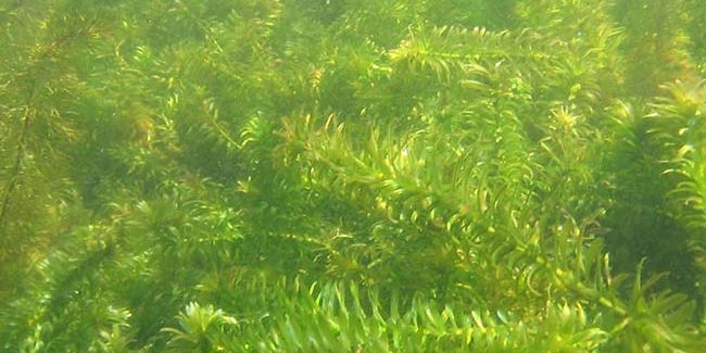 Élodée dense : une plante envahissante aux multiples facettes