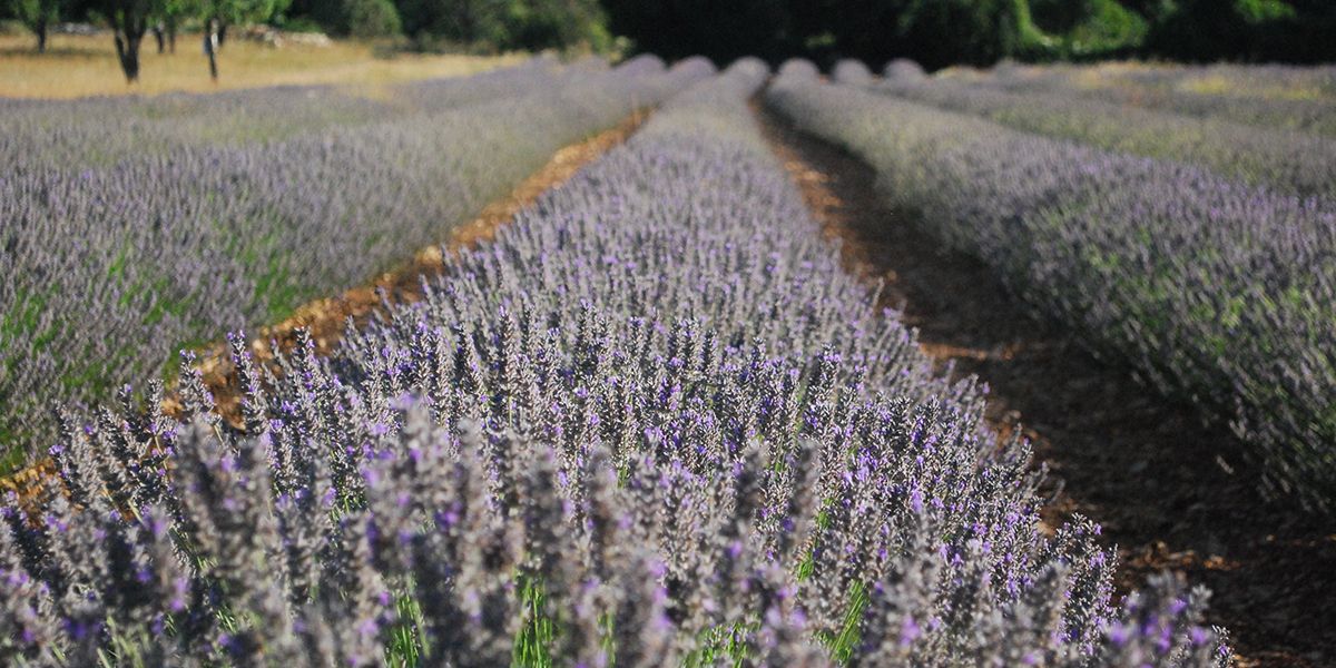 Le lavandin : un précieux hybride aromatique