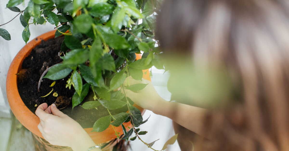 Fabriquer un gel d’arrosage maison pour ses plantes