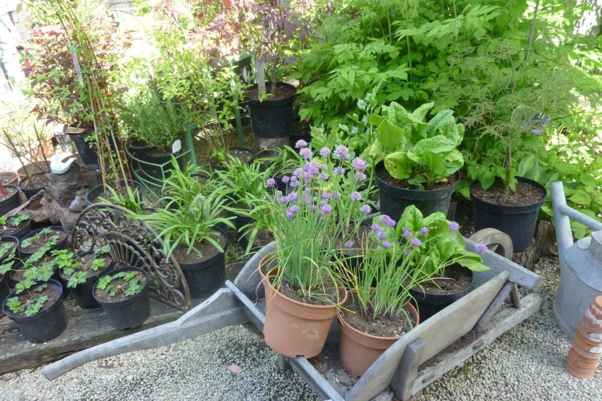 Préparez votre jardin en mars : astuces pour un printemps florissant