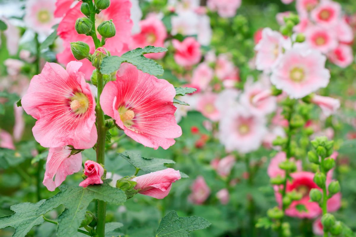 Althéa : un hibiscus aux mille vertus pour votre jardin