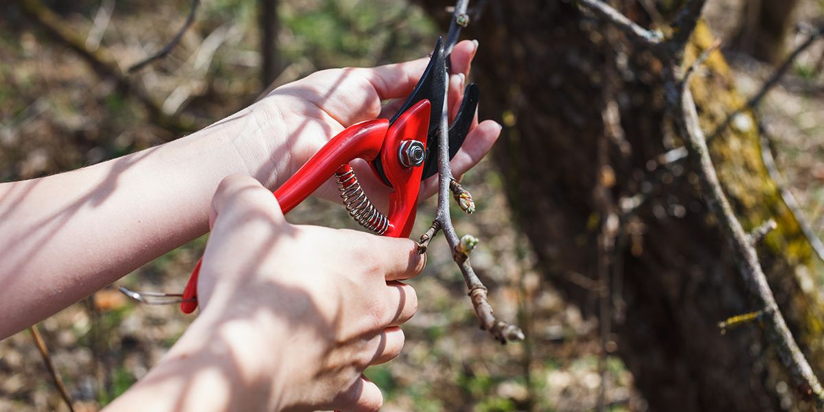 La taille des pommiers : guide pratique pour des récoltes réussies
