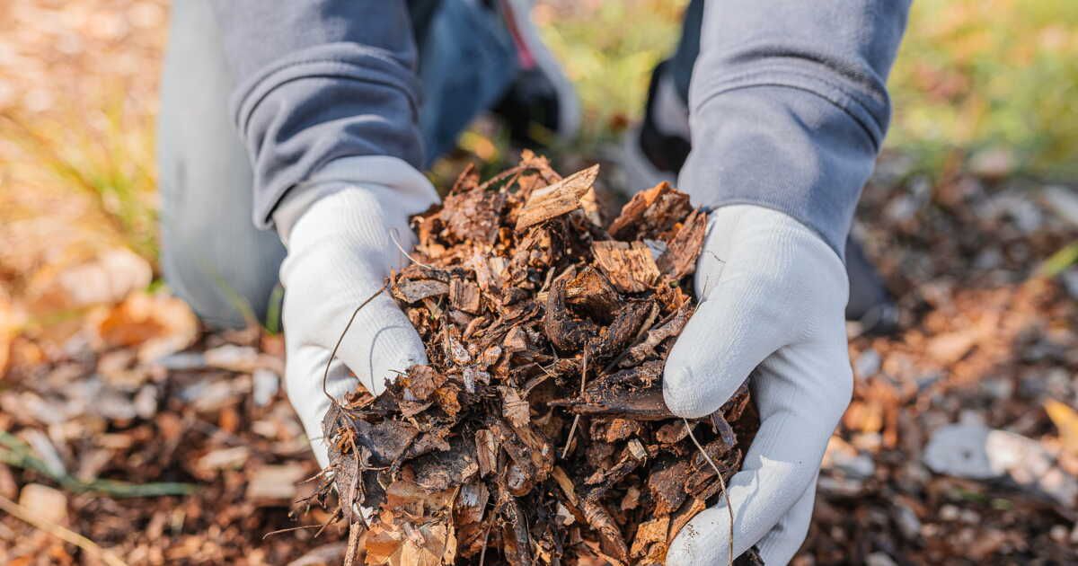 Que faire des feuilles de l'arbre du voisin ? Les règles à connaître