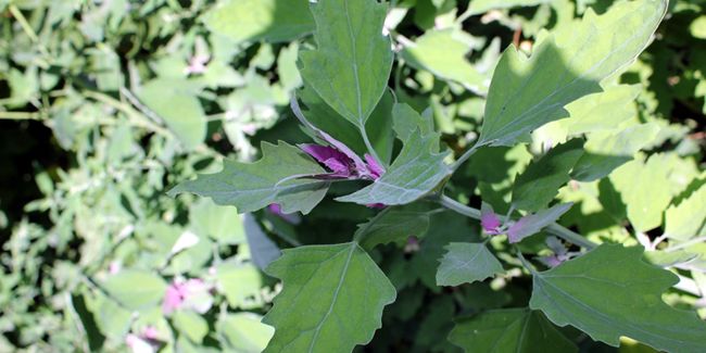 Découverte de l'arroche des jardins, ce légume méconnu aux mille vertus