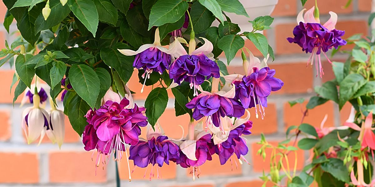 Transformez votre mur nord en un jardin de couleurs éclatantes