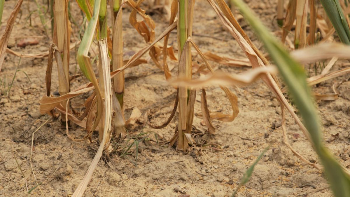 Canicule : la hausse des prix des céréales alerte l'Europe