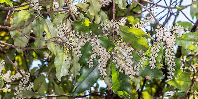 À la découverte du quintinia, un arbre précieux de Nouvelle-Zélande