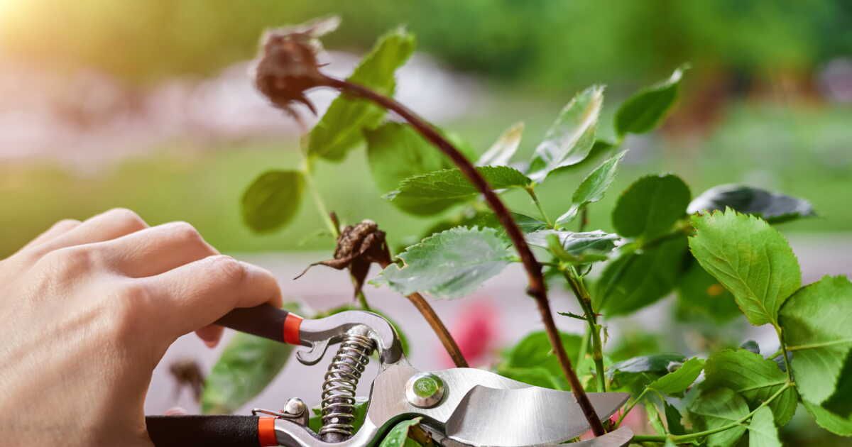 Les secrets d'une taille réussie des rosiers
