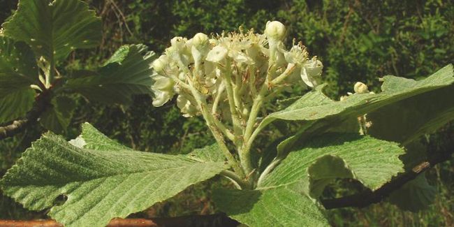 À la découverte de l'alisier blanc (Sorbus aria)