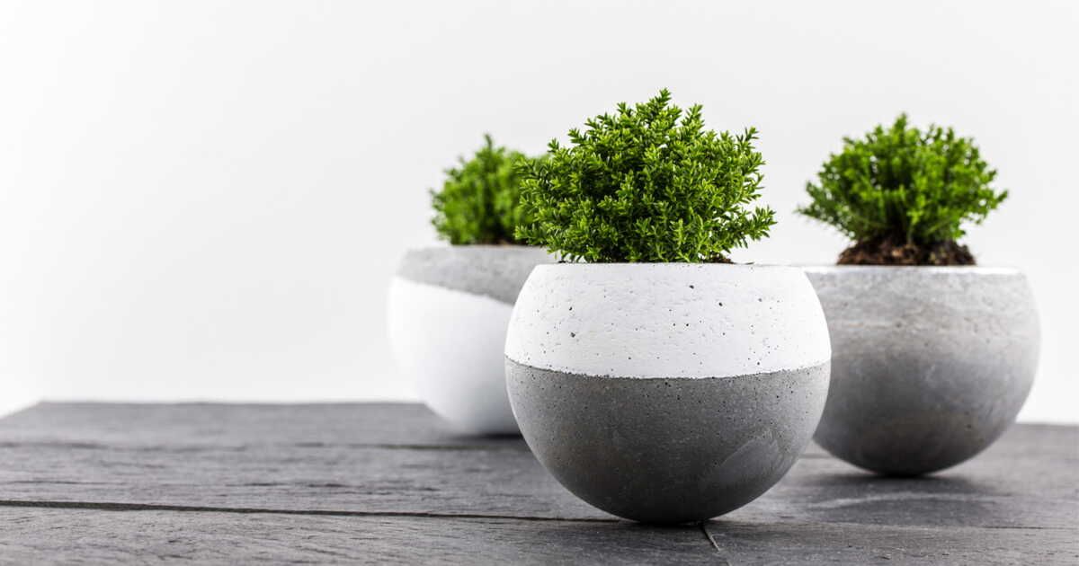 Des pots en béton pour une touche moderne dans votre maison