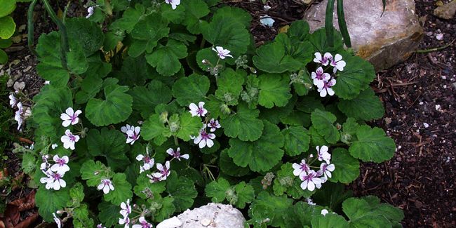 À la découverte de l'érodium à fleurs de pélargonium (Erodium pelargoniflorum)