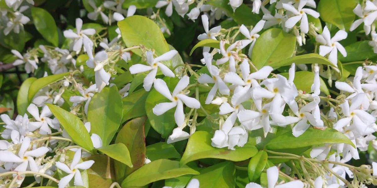 Un jasmin étoilé enchanteur pour embellir votre jardin